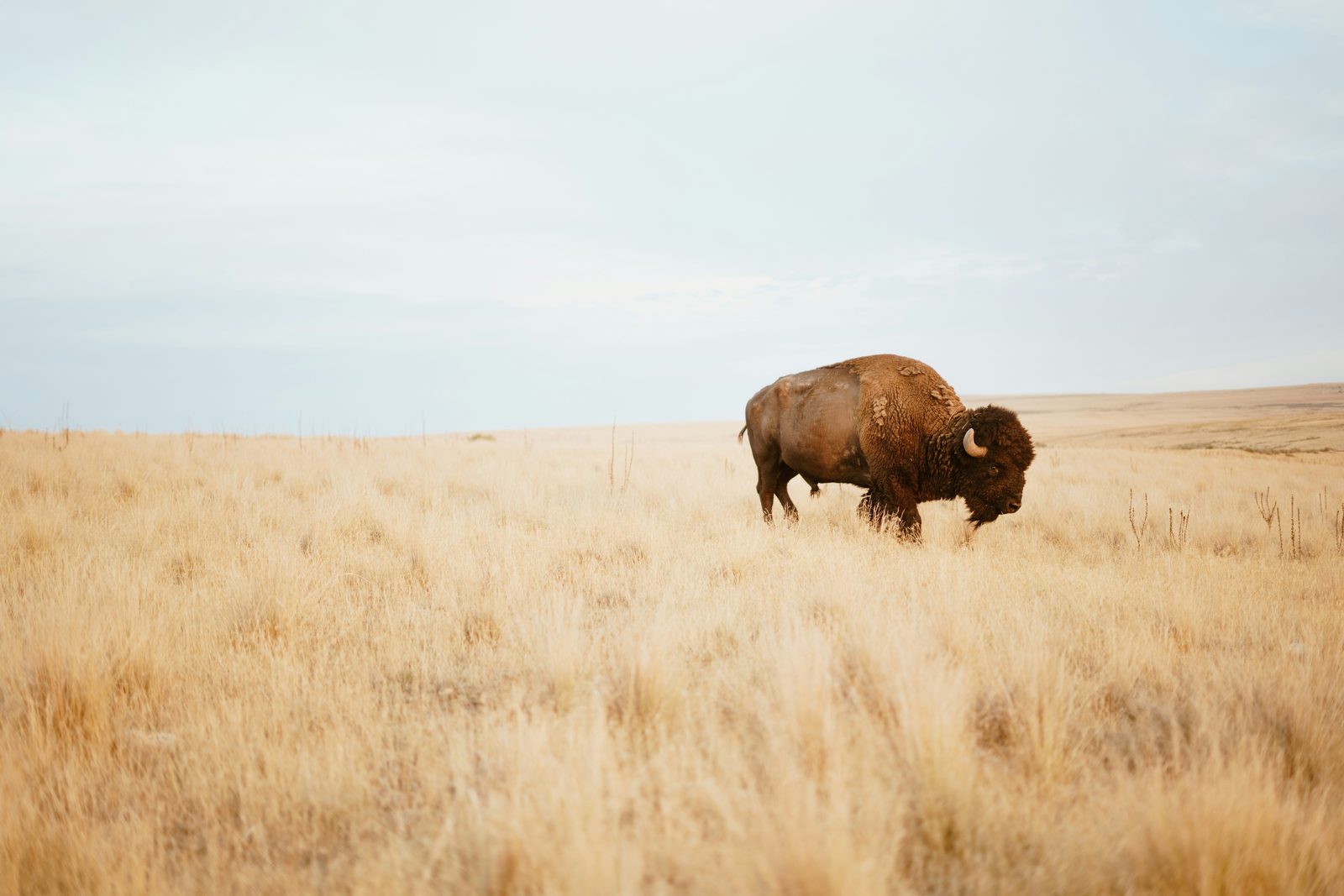 A lone bison standing in an open prairie